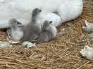 Lovely walk to abbotsbury to see the baby swans