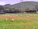 So many sheep