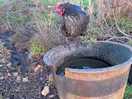 Chickens nearby