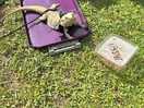Kevin our bearded dragon