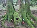 Look what we found in the woods!