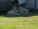 Lambs keeping cool
