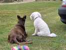 Pooches looking out into the field.