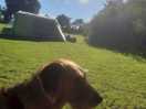 Dog friendly site