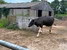 Dairy cow going for a walk.