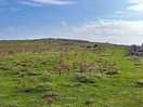 Grazing cows on a near by walk
