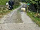 Sheep as neighbours