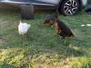 Chickens outside tent