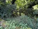 Woodland pitch