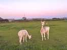 Large dog field with animals fenced off