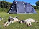Large pitch to give you space and dog friendly