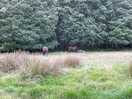Horses bear ancient forest