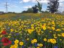 Wildflower meadow