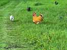 Chickens free roaming