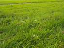 The long grass across the site