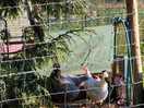 More chickens