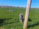 The baby goat next to reception is super friendly.