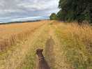 Local walk