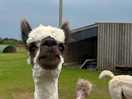 Alpaca 💙