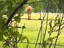 Alpaca alert!