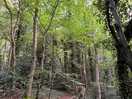 Woodland