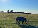 Next to the camp, fields where the horses are ❤️