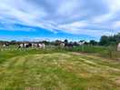 Nearby cows!