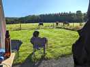 View with the horses