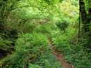 The woodland walk