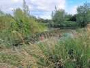 The pond.