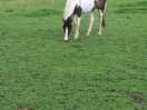 Local horses