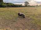 One of the animals on site