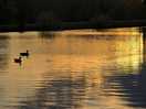 Big pond