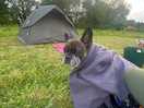 Big phil the frenchie