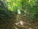 Woodland walks