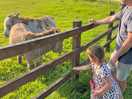 Friendly donkeys