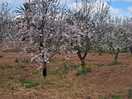 Cherry blossom