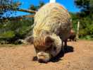 Campsite pigs
