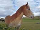 Horse walking near to the site