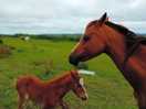 Spirit and her mum.