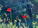 Poppies