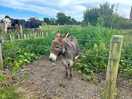 One of the lovely donkeys!