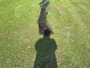 Peacocks