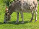 Friendly donkey
