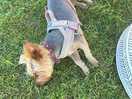 My dog who loved this place too