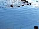 Duck family on the lake
