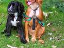 Happy doggos