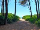 Pinède proche camping mareblu
