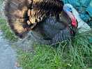 Gorgeous george the turkey