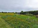 Meadow field